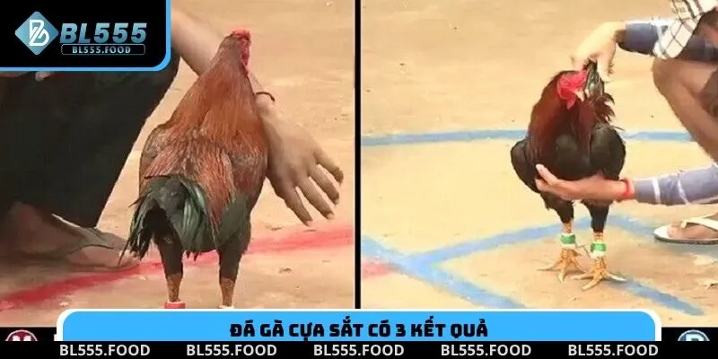 Đá gà cựa sắt có 3 kết quả