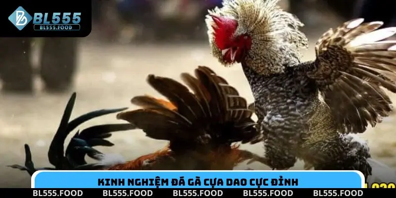 Kinh nghiệm đá gà cựa dao cực đỉnh